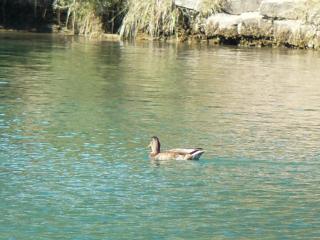 canards sur le lac